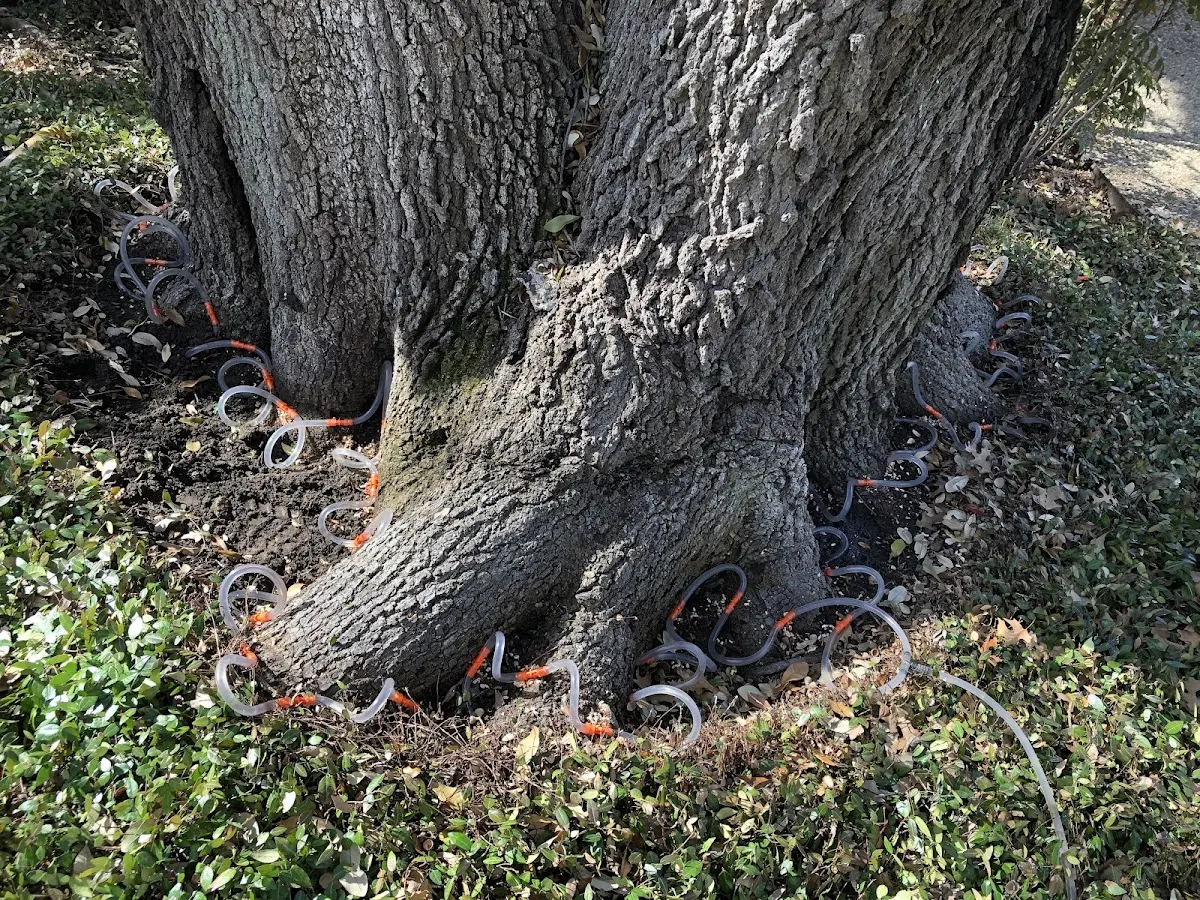 Detailed Tree Cabling and Bracing job site in Momence