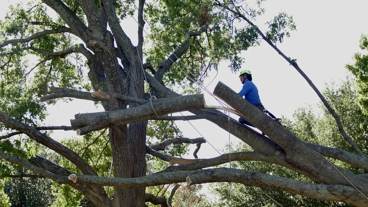 Professional Crown Thinning performed by certified arborists in Momence
