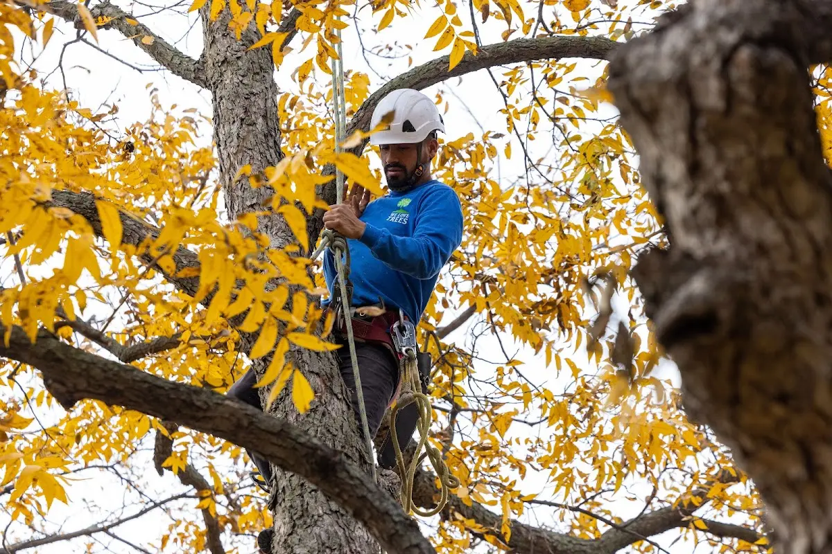 Skilled Tree Planing crew working in Momence